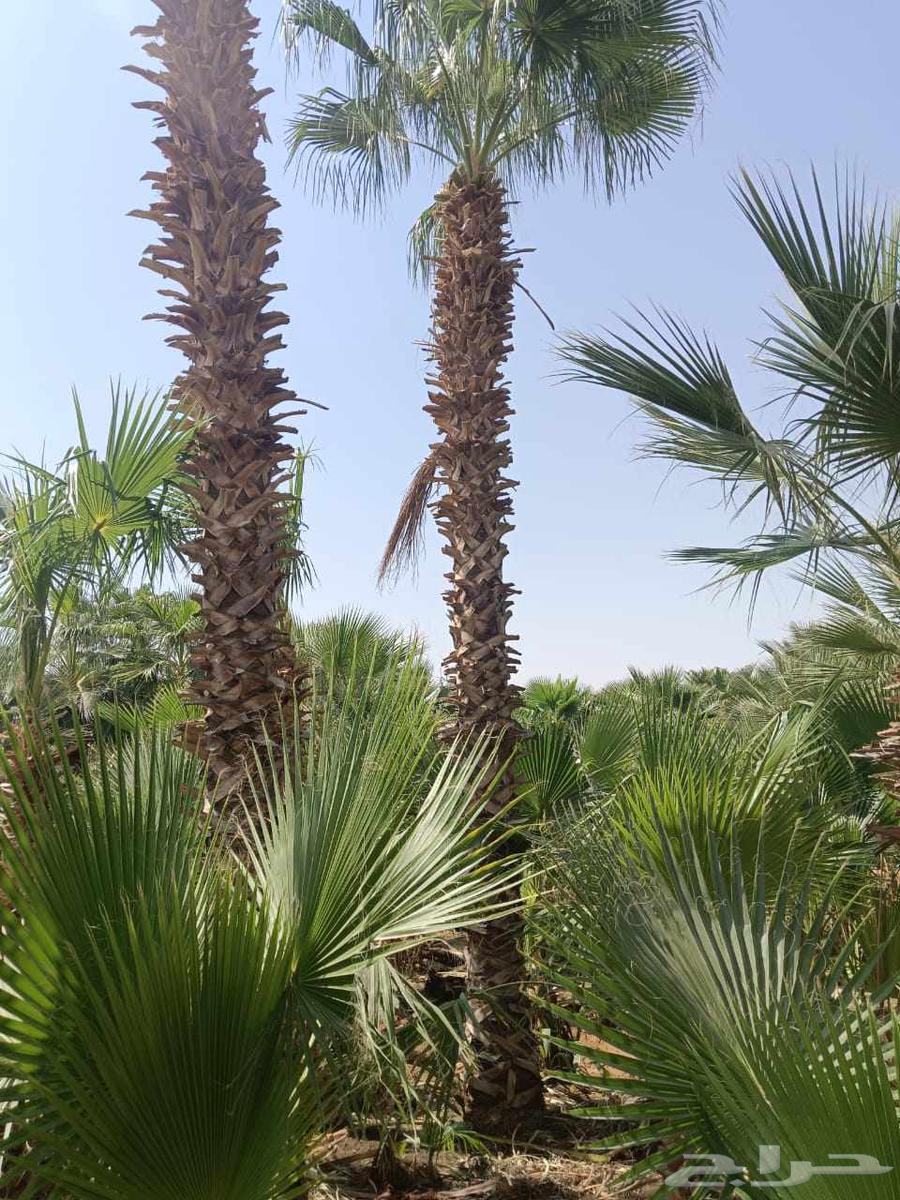 Premium First-Class Washingtonia Date Palms64217411062017111