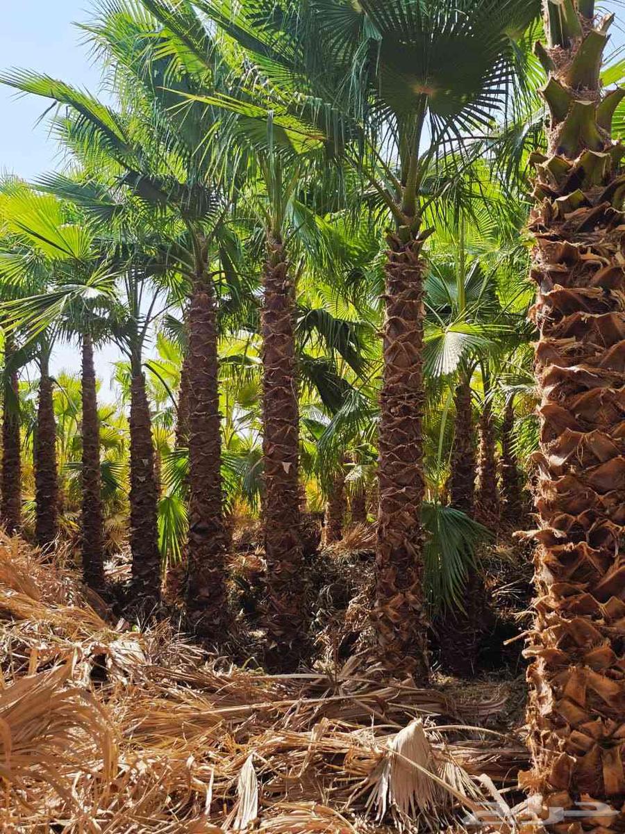 نخل واشنطن زينه64225273800835113