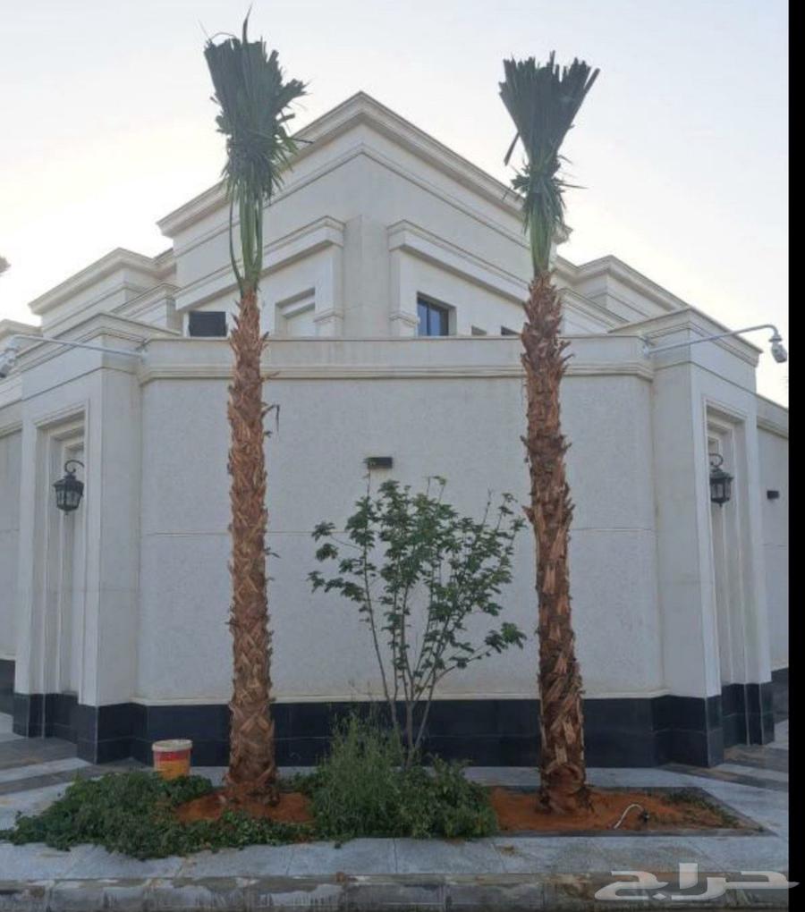 نخل واشنطن زينه64217876658945111