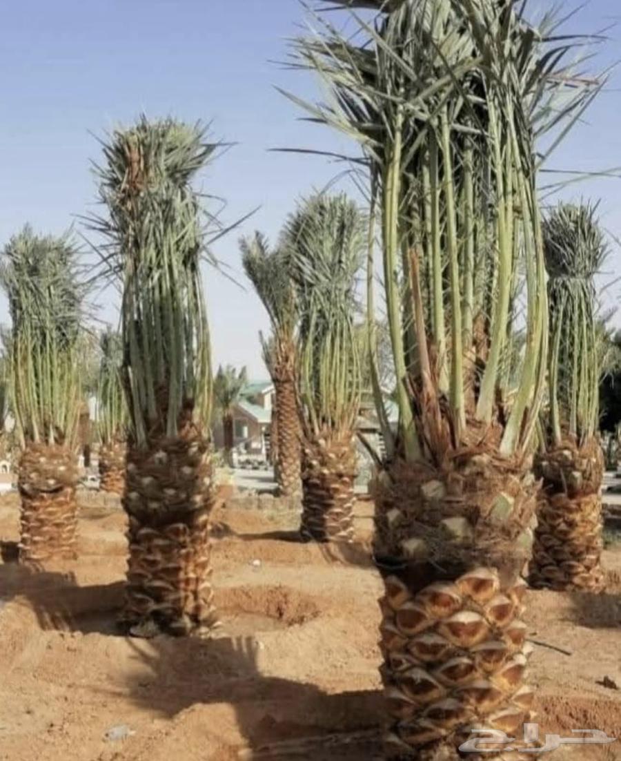 Installation of security fences, supply of palm trees, and installation of natural stone64225272114050112