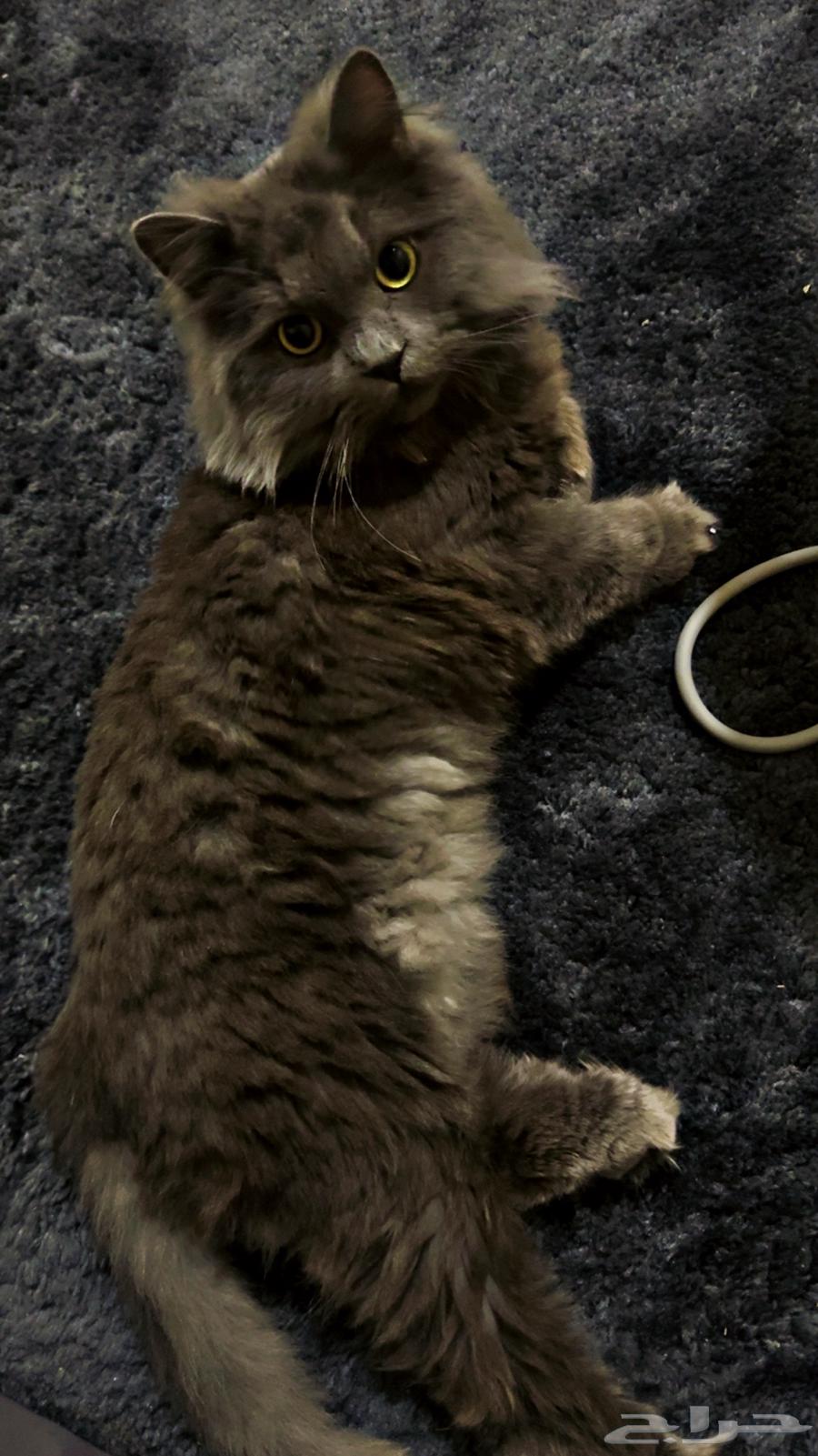 Cat for adoption, age one and a half years, neutered and vaccinated64228638636931110