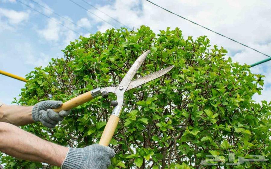 معلم تقليم وتطعيم الأشجار المثمرة بجميع انواعها وشجر الزينة64240146705155110