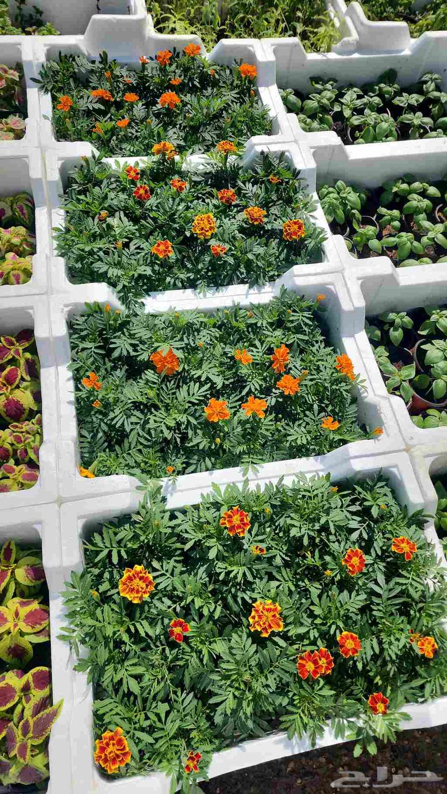 Supply and installation of farm and land fences, as well as planting palm trees and other trees64226080365569111