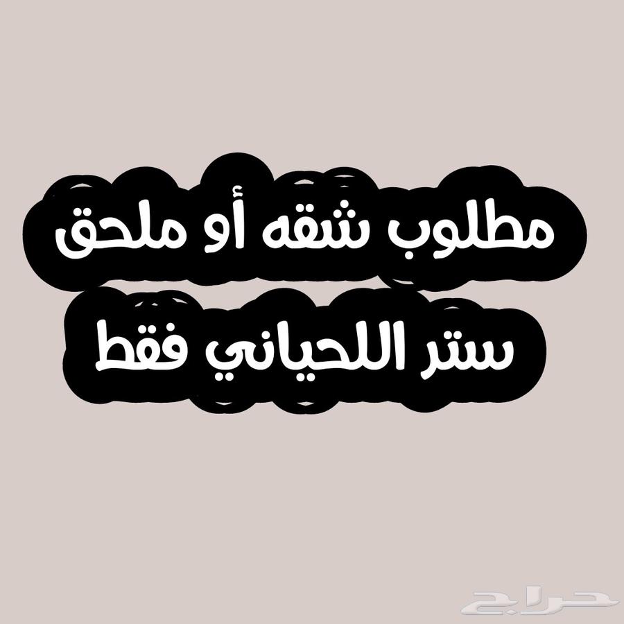 ابحث عن شقه أو ملحق ستر اللحياني64228629207171110