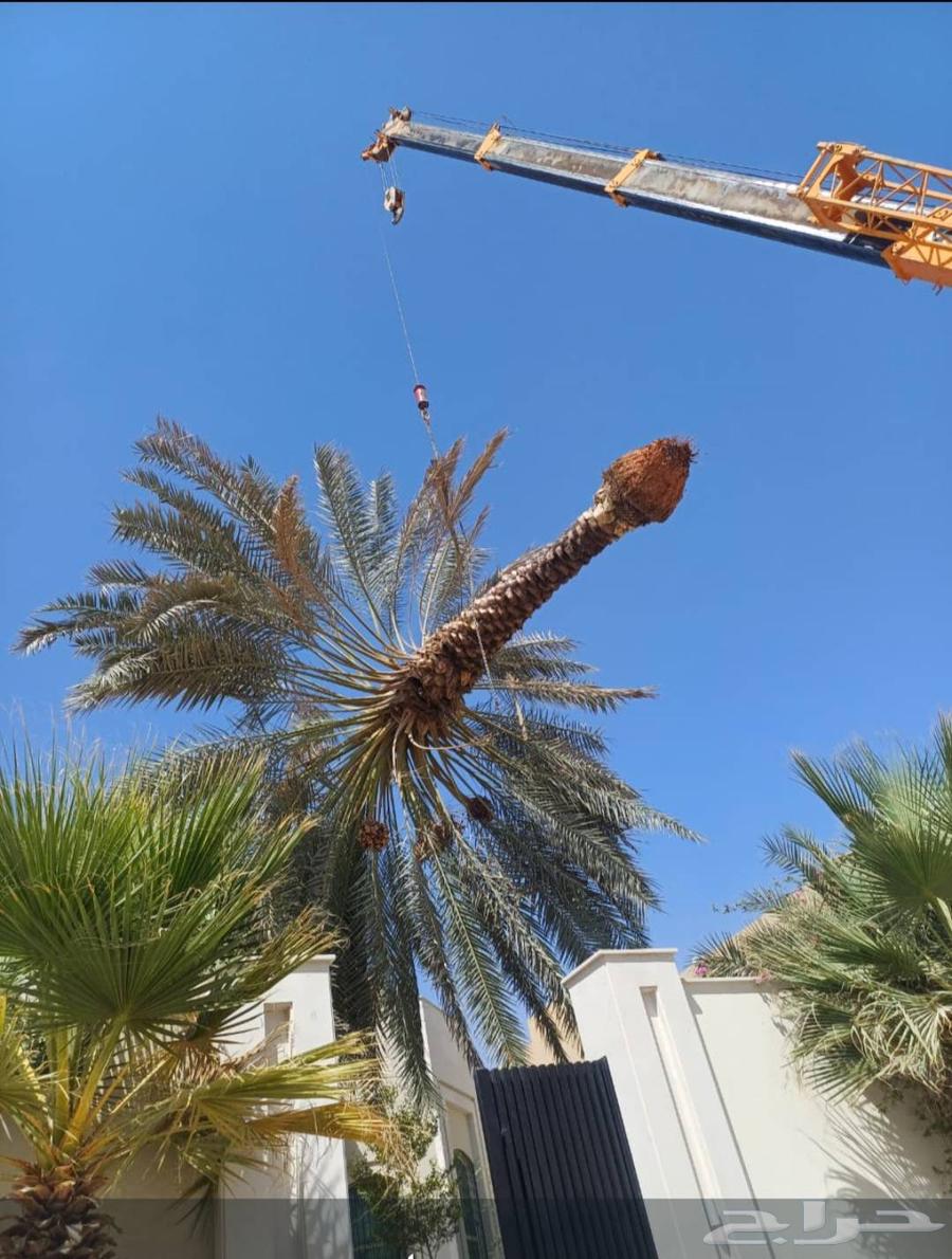 قشع نخل غرس نخل جث نخل تقطيع شجر قص شجر رافعه ونش64229383635457113