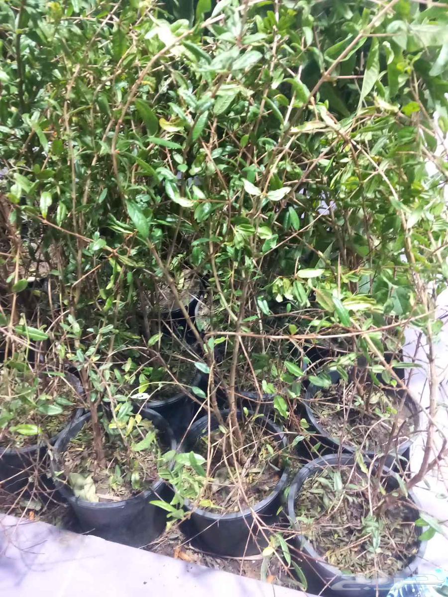 تنسيق الحدائق في المدينة المنورة64229554961282114