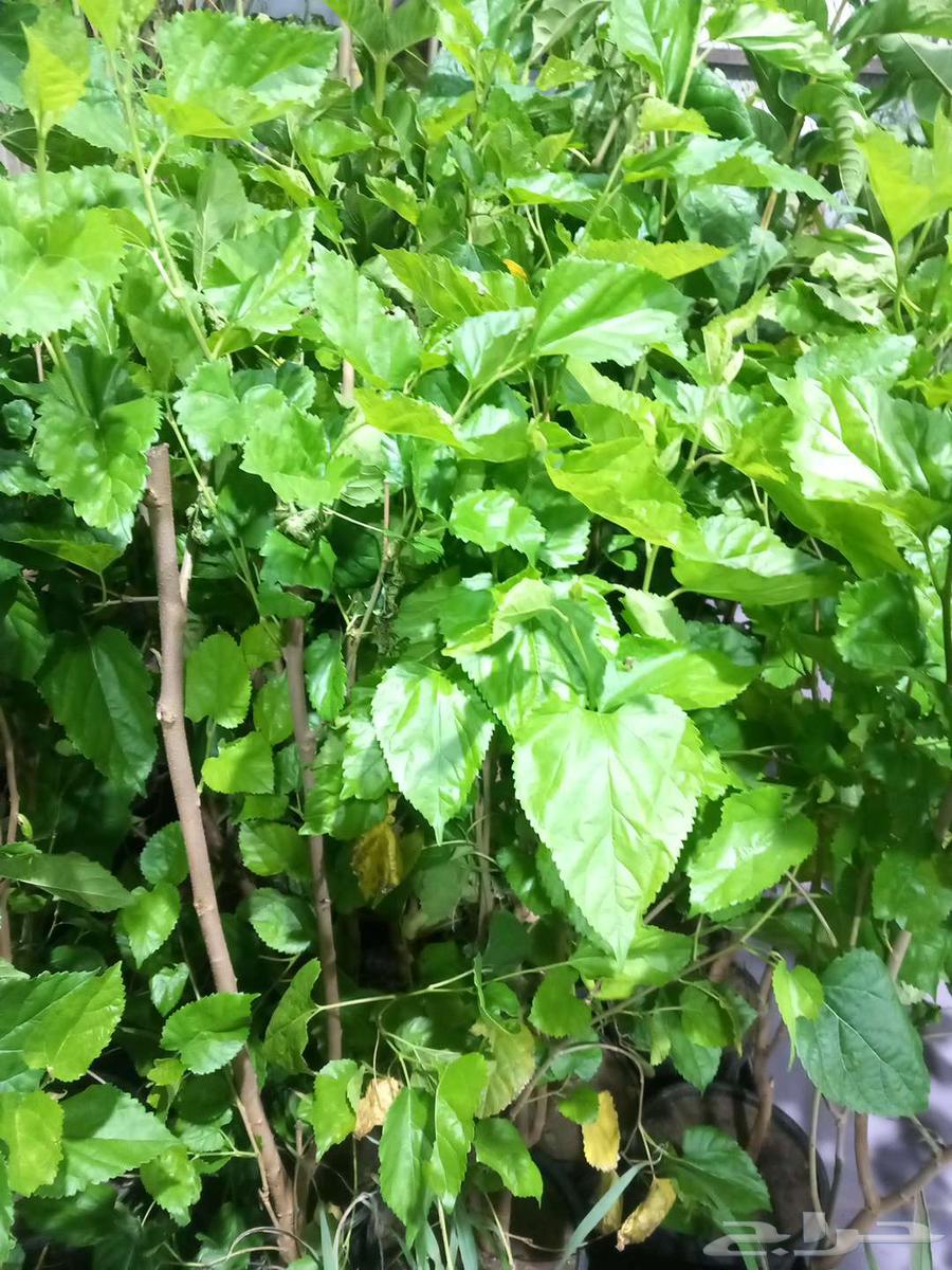 تنسيق الحدائق في المدينة المنورة64229554961282111