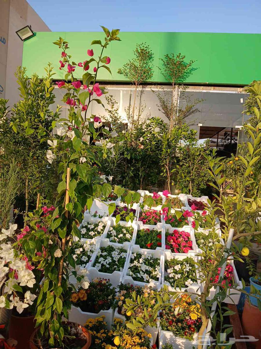 تنسيق وصيانة الحدائق المنزليه64226080811905110