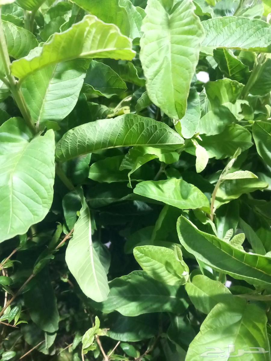 تنسيق الحدائق في المدينة المنورة64229554961282112