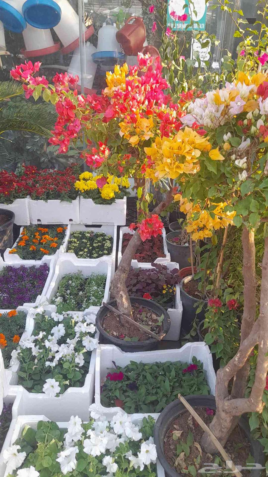 Nursery and landscape design, everything related to agriculture64240145826691112