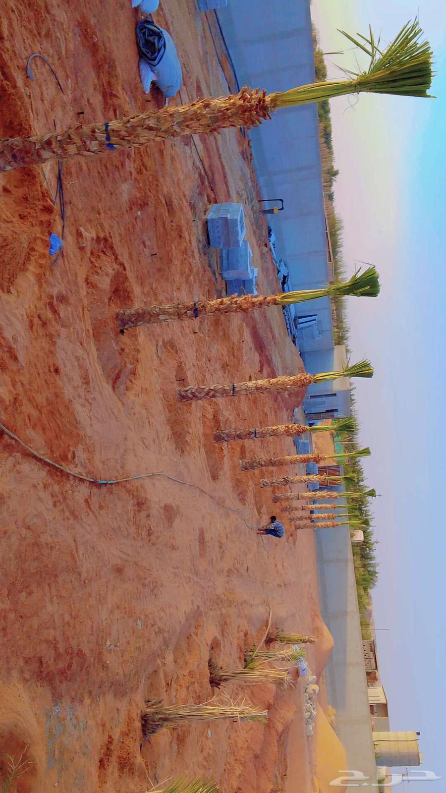 زراعه النخيل وتركيب الشبوك وزراعه الثيل64226081259138110