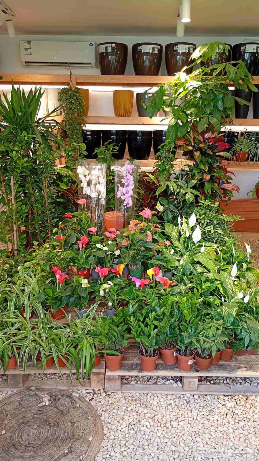 Nursery for Garden Planting, Landscaping, and Irrigation Networks64226080284162114