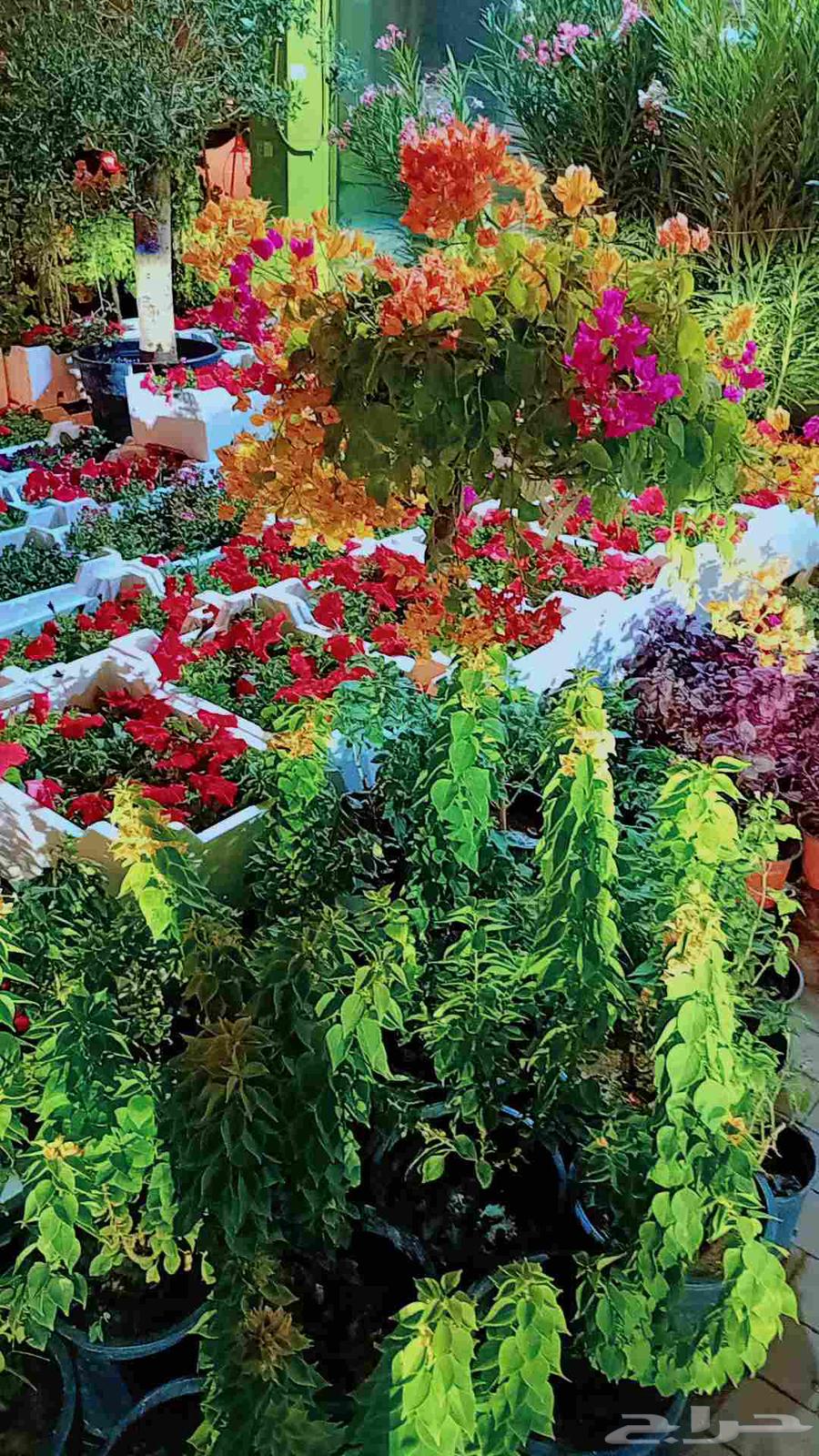 Nursery for Garden Planting, Landscaping, and Irrigation Networks64226080284162112