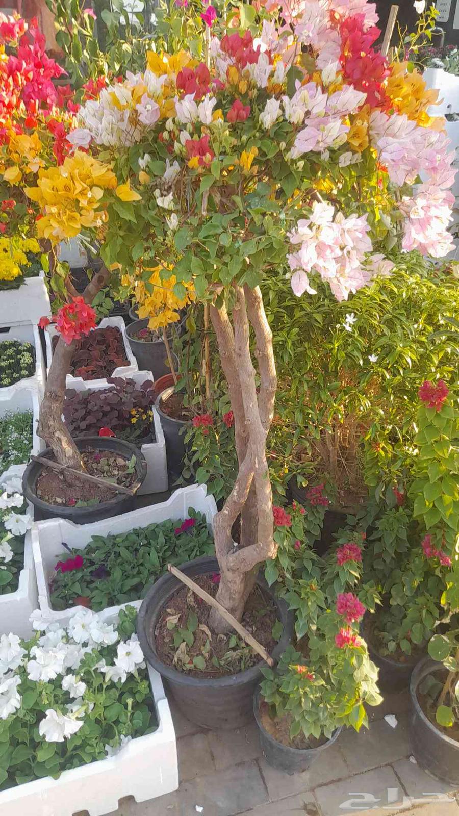 Nursery and landscape design, everything related to agriculture64240145826691111