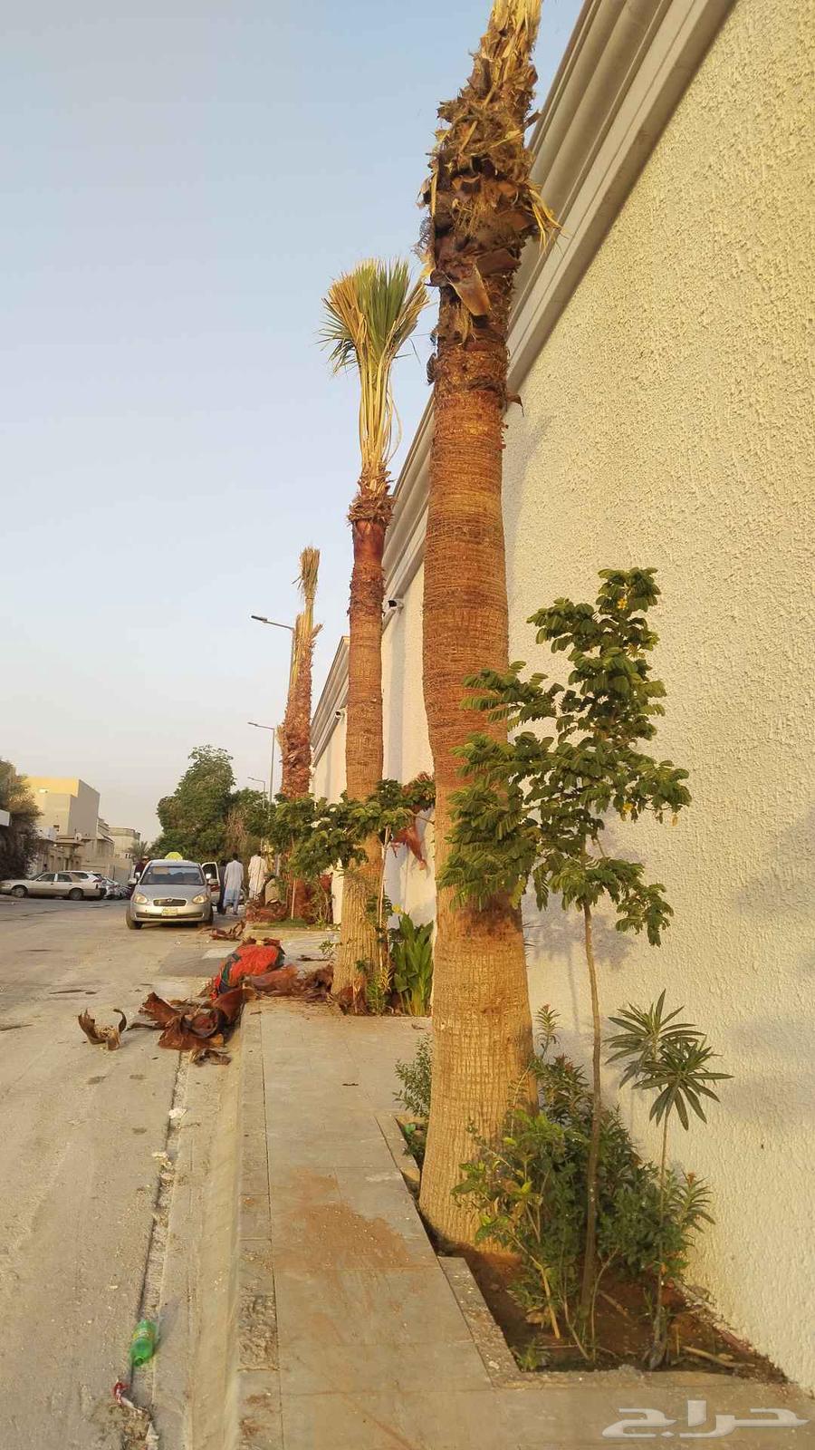 تكريب وتنظيف وشذاب نخل العربي ول واشنطونيا وتغيير التربه الم64225860517507114