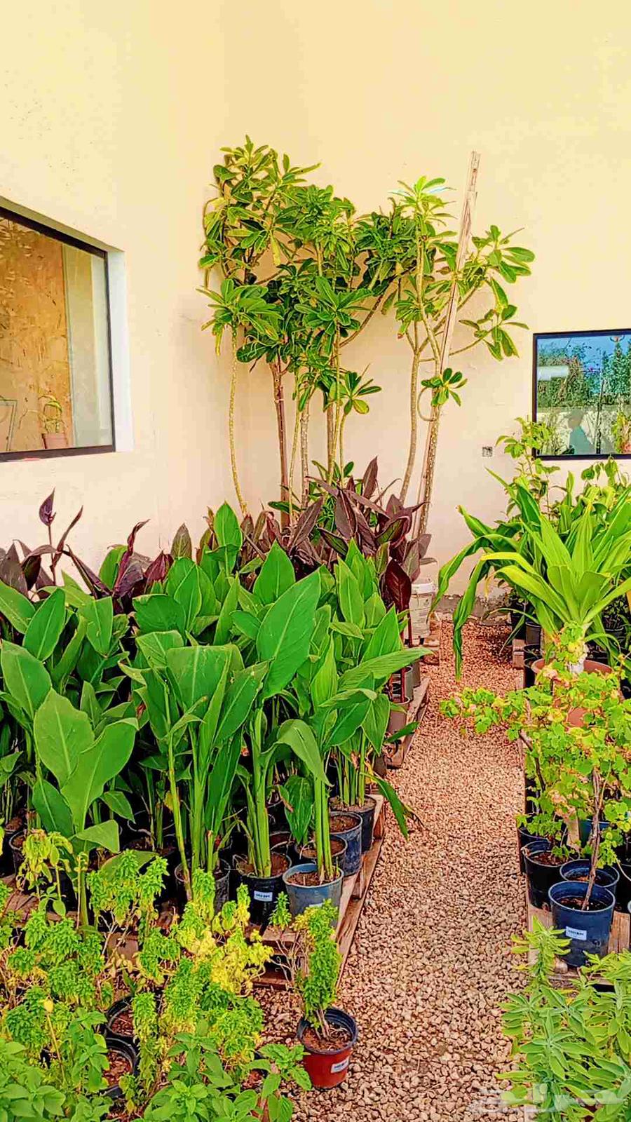 Nursery for Garden Planting, Landscaping, and Irrigation Networks64226080284162113