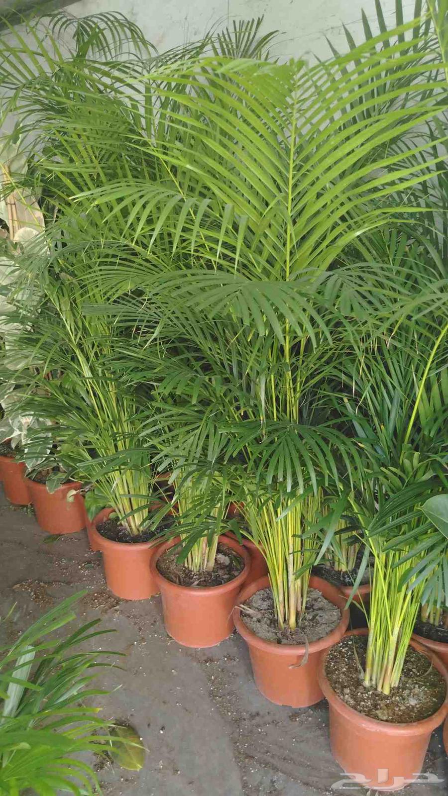 تنسيق حدائق تصميم ديكورات الحدائق تصميم شبكات ري64228825545601110