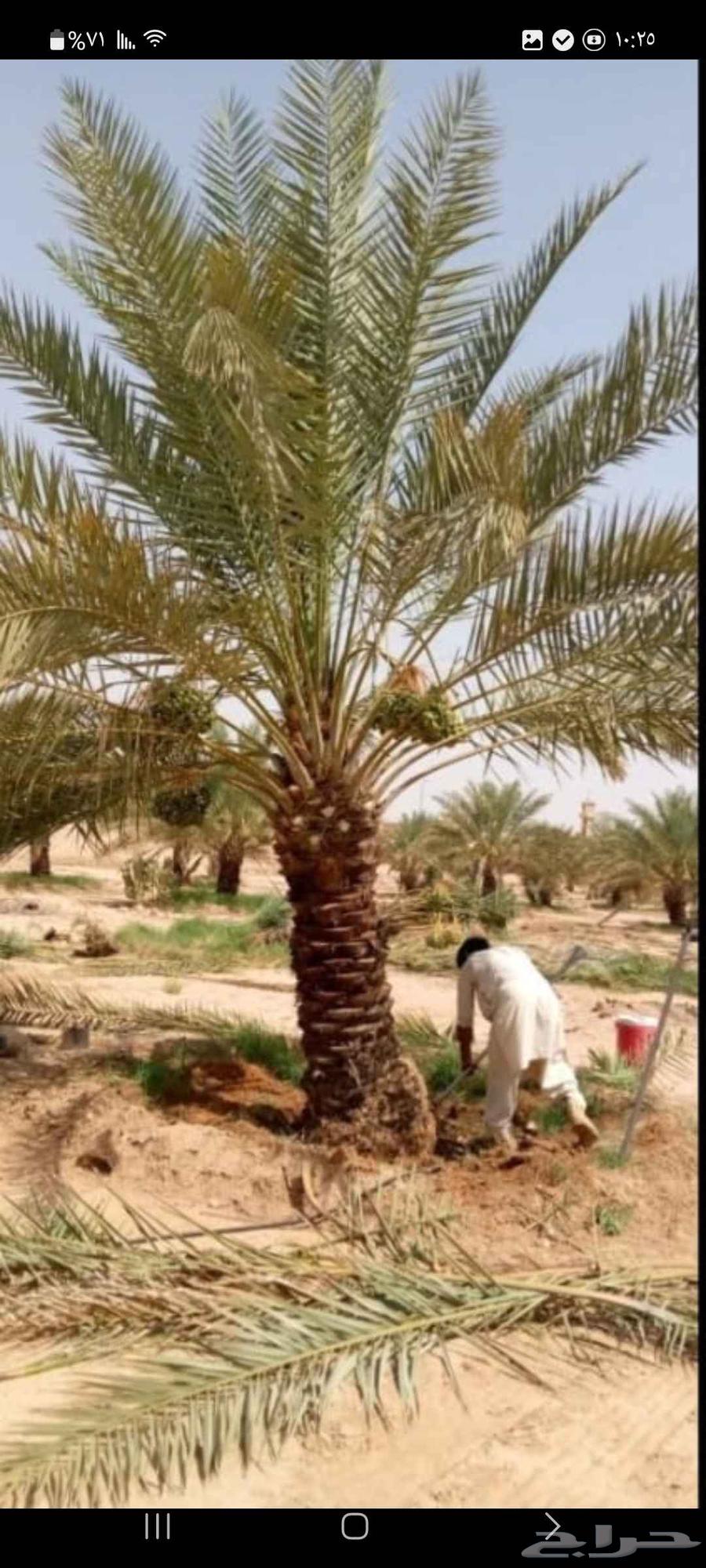 تنظيف نخل تكريب تزيين نخل تقطيع شجر قص شجر صيانة نخل ونش نخل64229384615810113