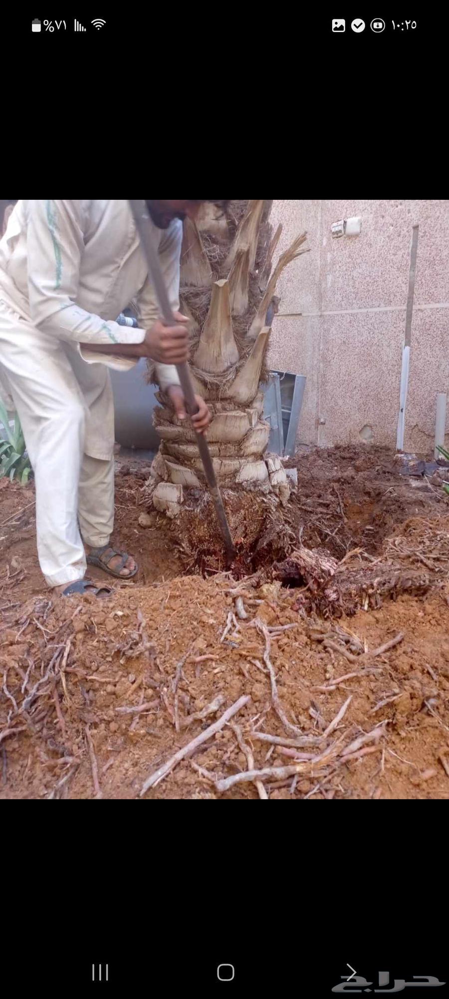 تنظيف نخل تكريب تزيين نخل تقطيع شجر قص شجر صيانة نخل ونش نخل64229384615810111