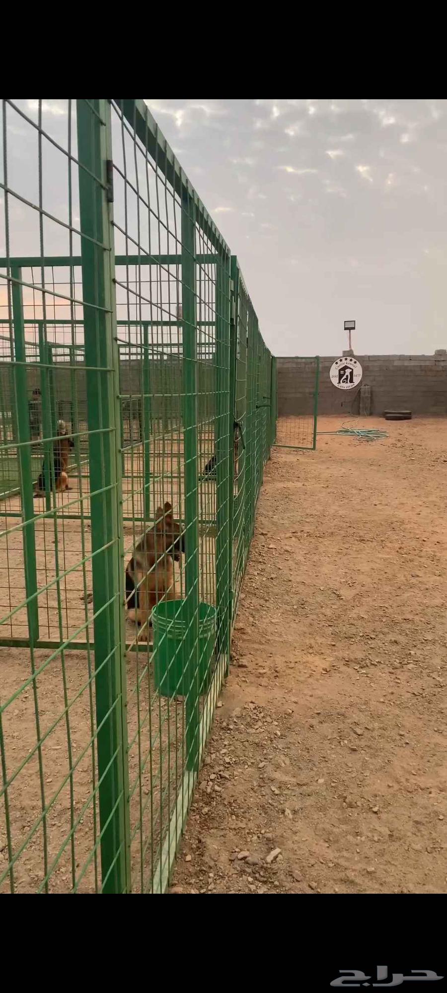 فندقة كلاب64225861231874114