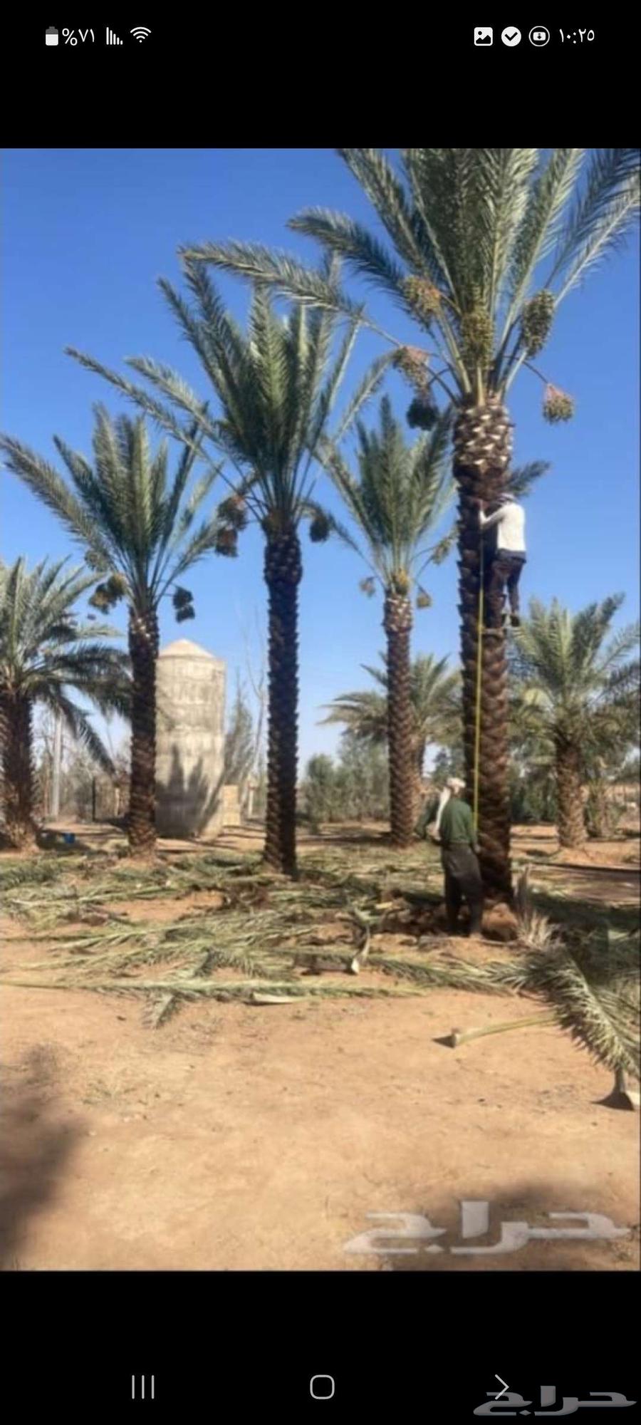 تنظيف نخل تكريب تزيين نخل تقطيع شجر قص شجر صيانة نخل ونش نخل64229384615810114