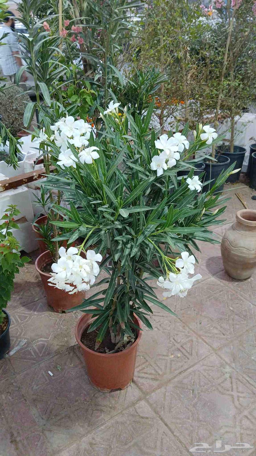 تنسيق وصيانة الحدائق المنزليه64226080811905111