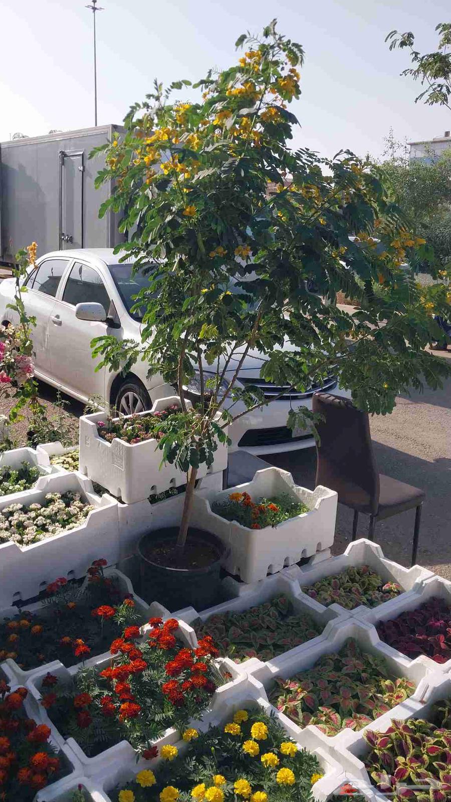 نقوم بتوريدالنخيل عربي واشنطن وتركيب الشبوك64239966427009113