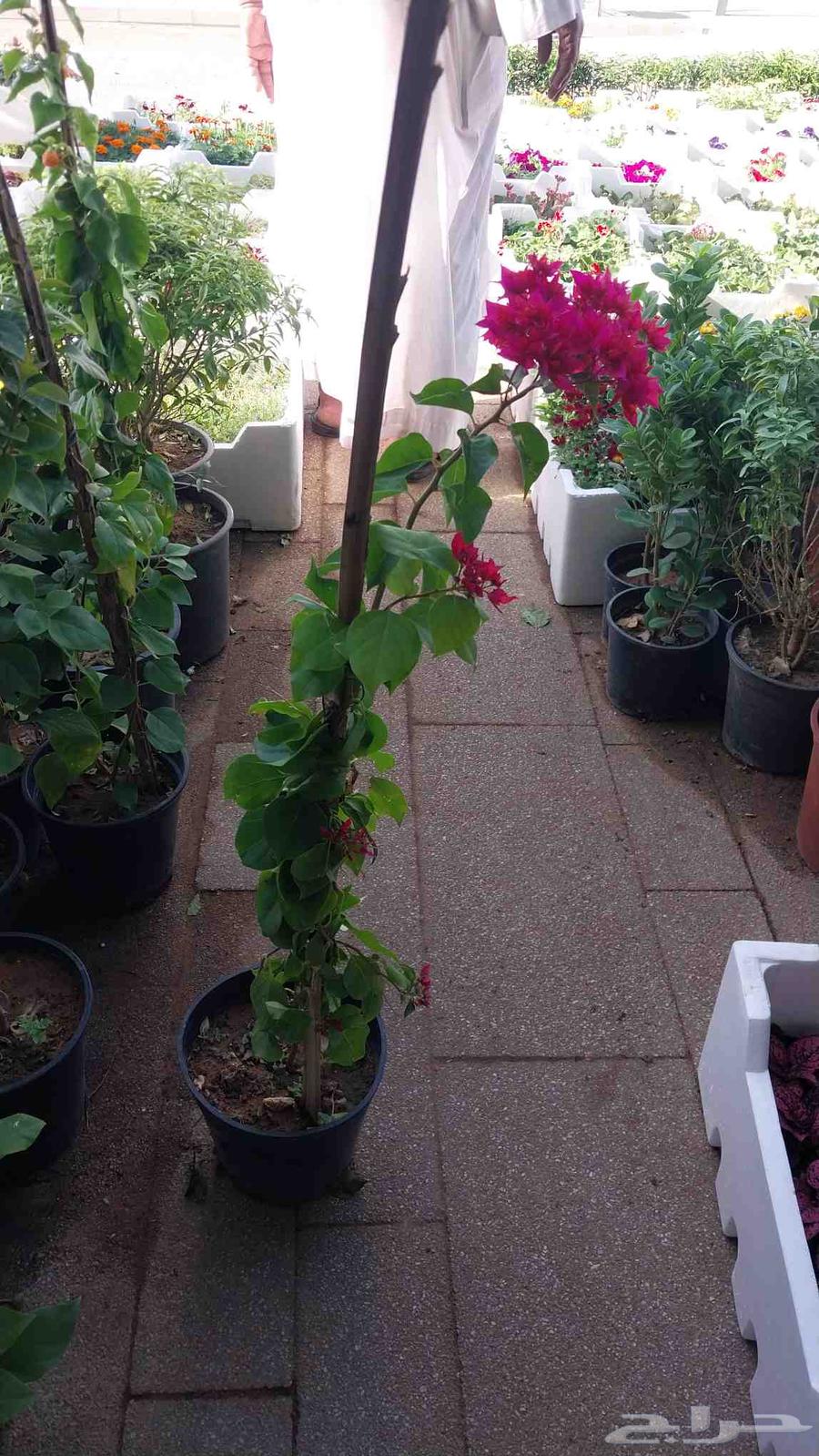 نقوم بتوريدالنخيل عربي واشنطن وتركيب الشبوك64239966427009114