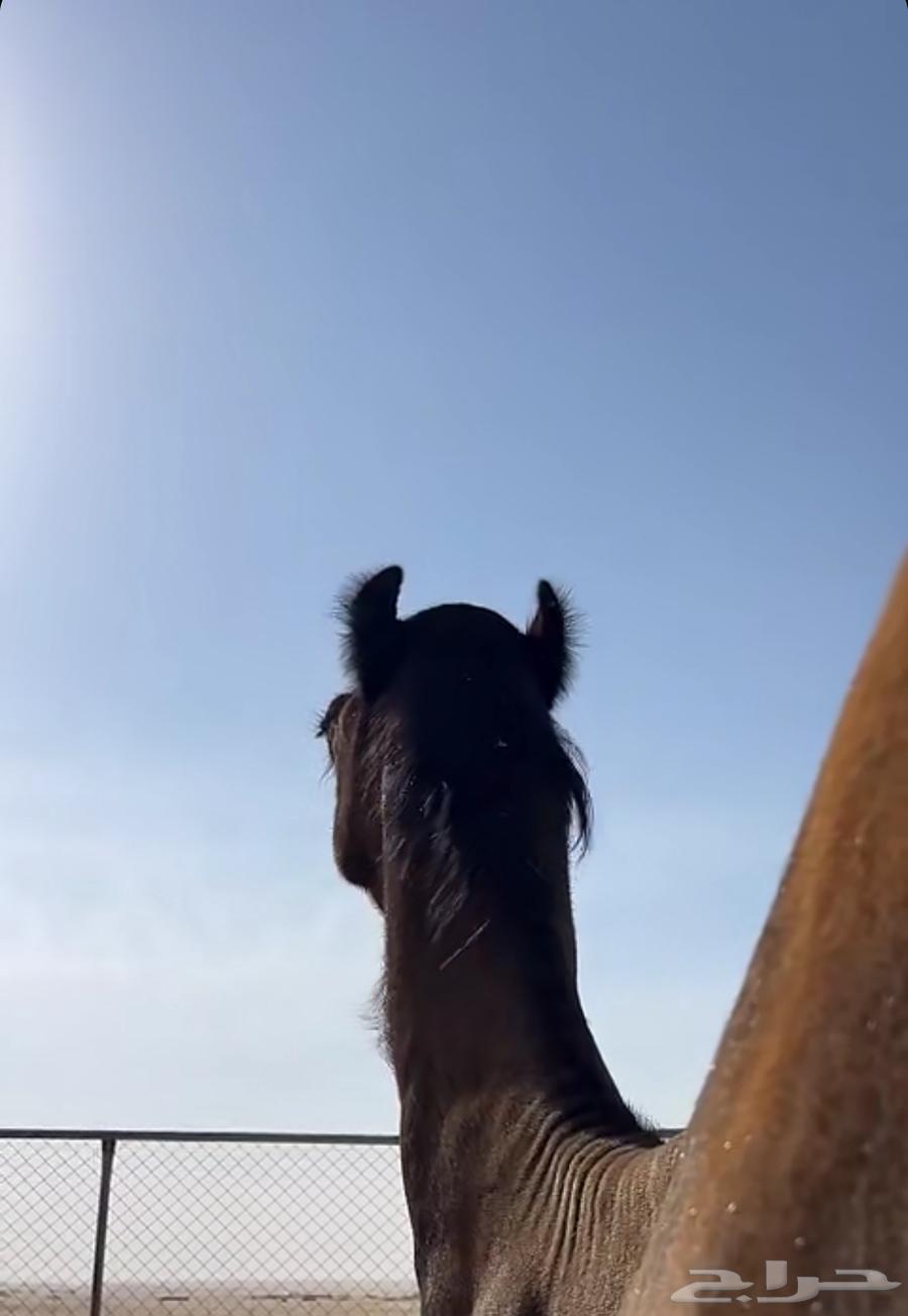 مطلوب ضيار مميت مجهم64240146976898110