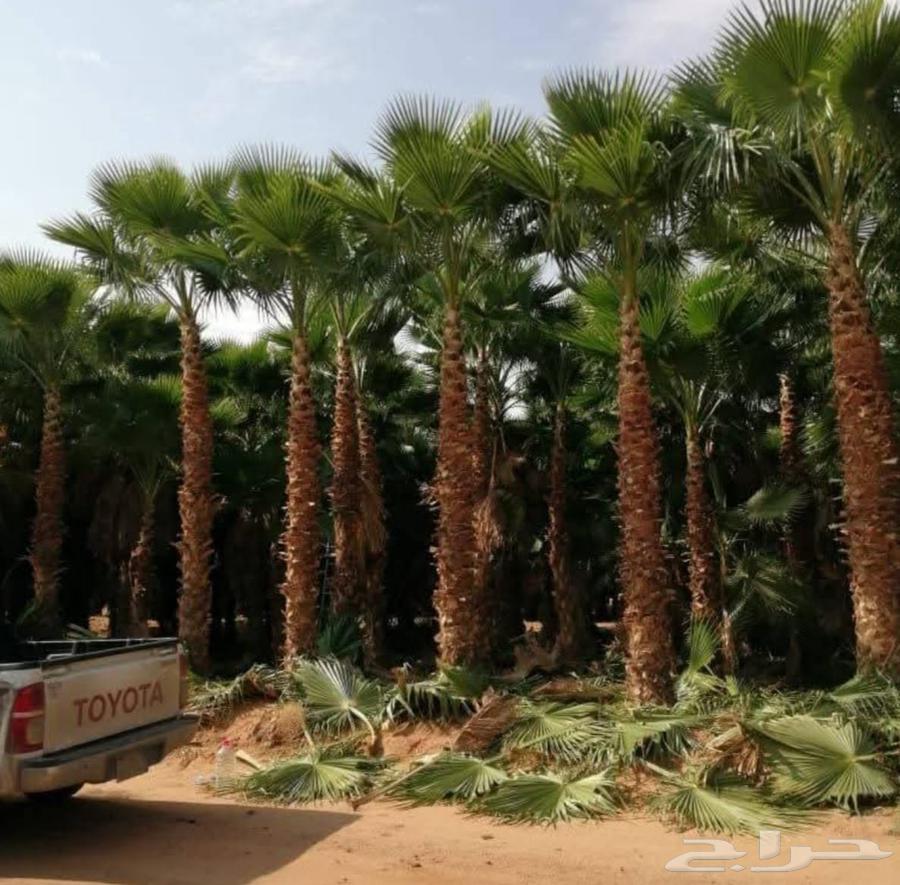 Washington for sale, ready date palm at the best prices64239968231811110