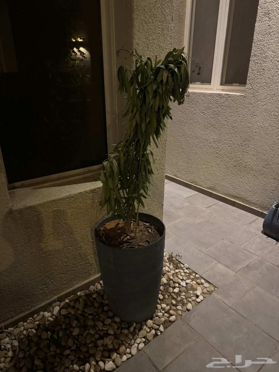 Abu Mohammad for landscaping public and residential gardens, villas, and recreational areas, and64228273588737111