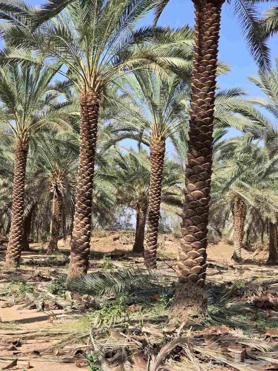 نقوم بتوريد جميع انواع انخيل64226080619779110