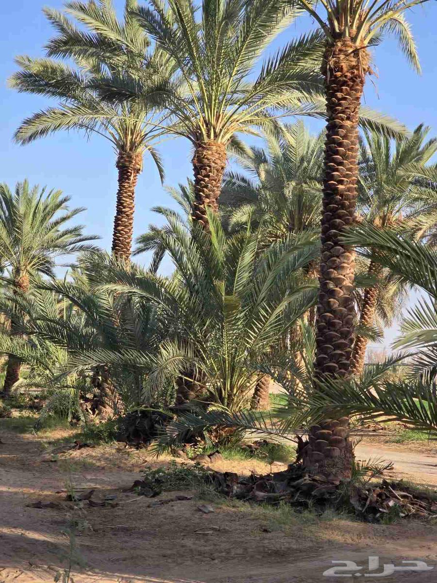 نقوم بتوريد جميع انواع انخيل64226080619779111