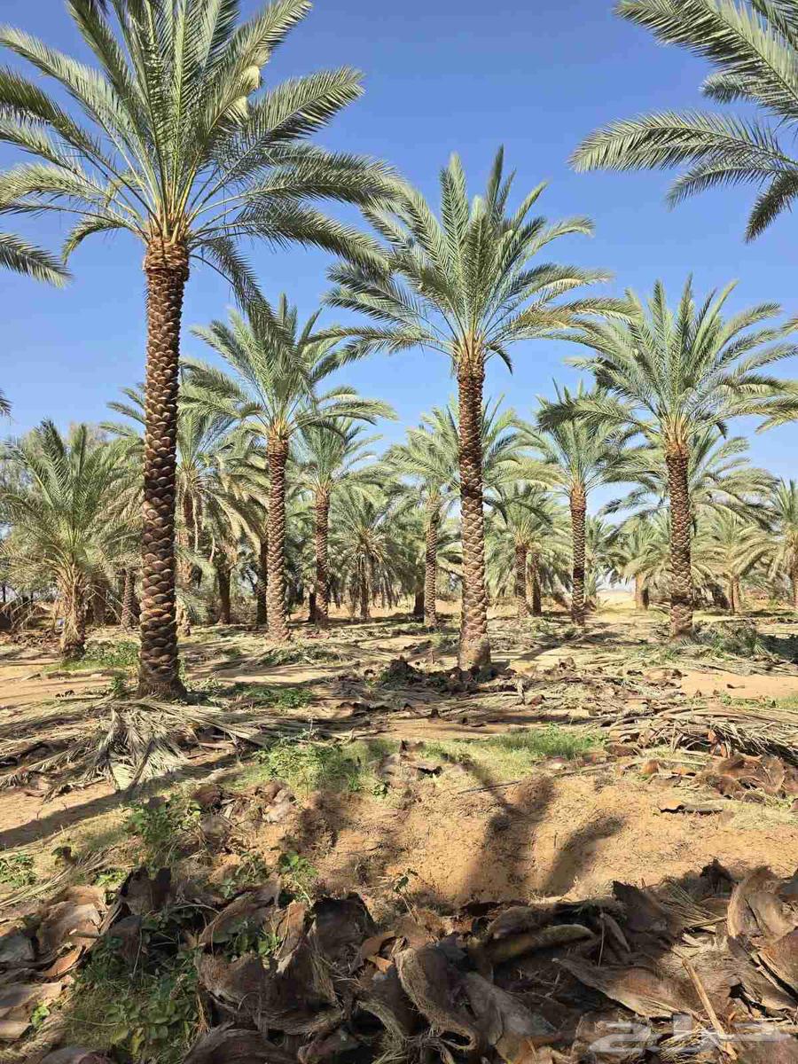 نقوم بتوريد جميع انواع انخيل64226080619779112