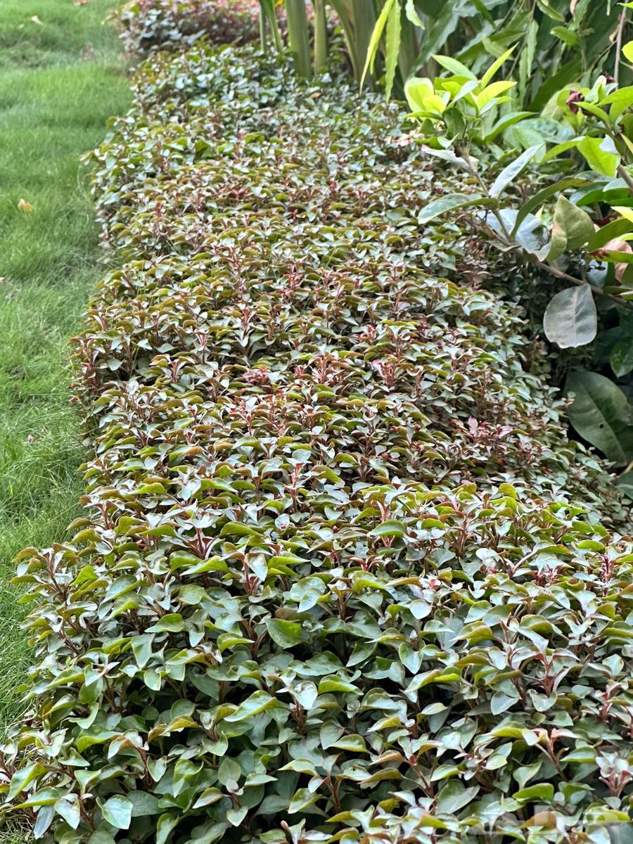 Grass Trees64229383277570113