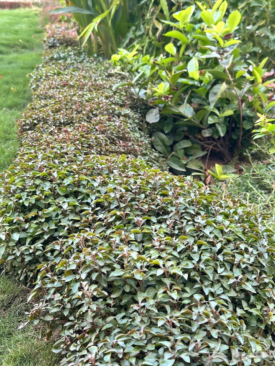 Grass Trees64229383277570114