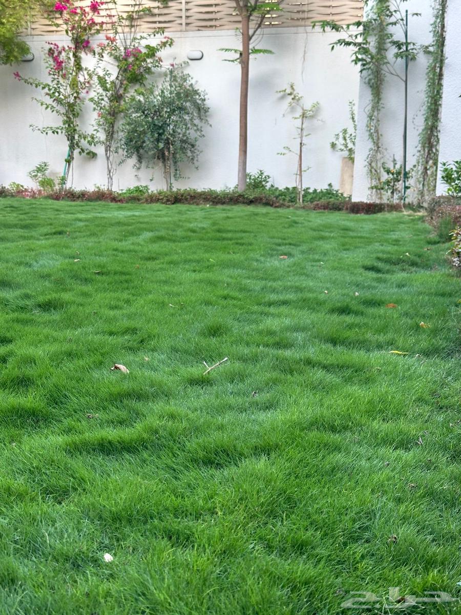 Grass Trees64229383277570112