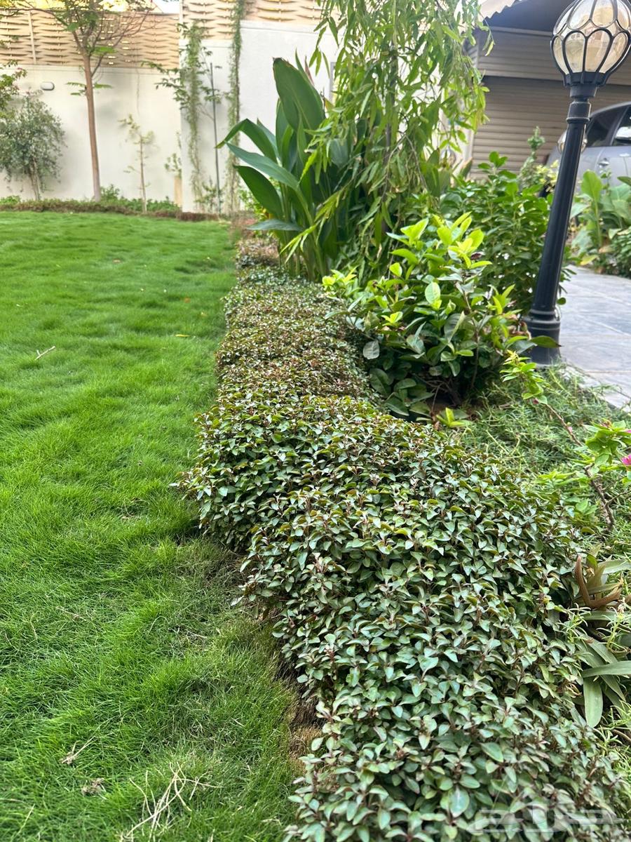 Grass Trees64229383277570110