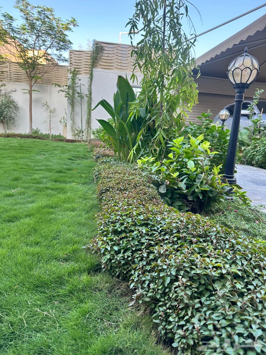 Grass Trees64229383277570111