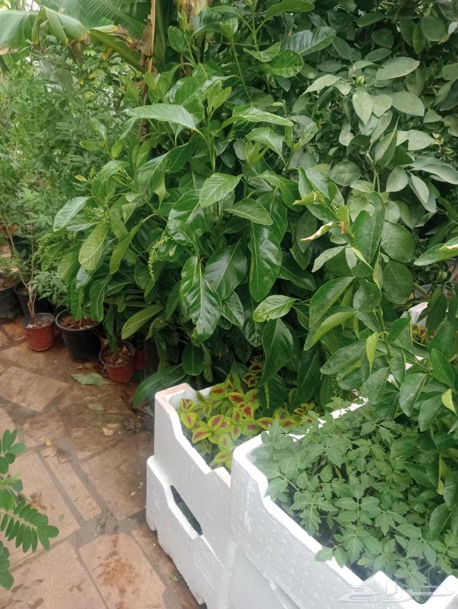 Landscape and irrigation network design by Engineer Abu Al-Hassan64229555272065114