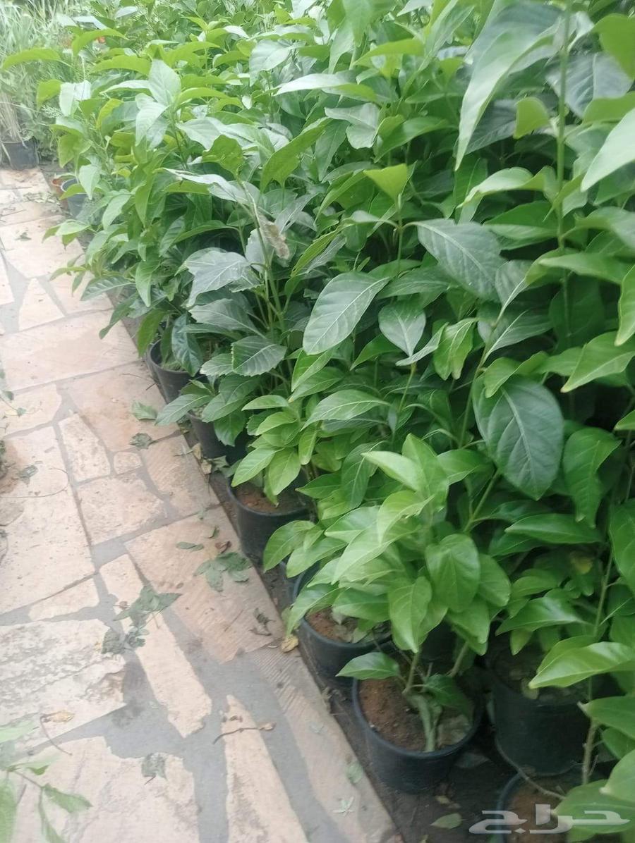 Landscape and irrigation network design by Engineer Abu Al-Hassan64229555272065113