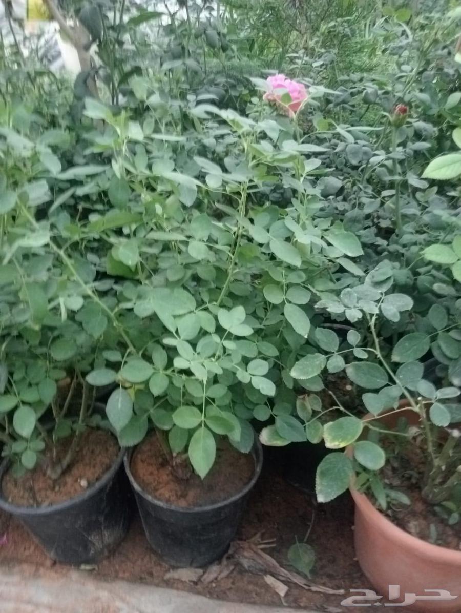 Landscape and irrigation network design by Engineer Abu Al-Hassan64229555272065110