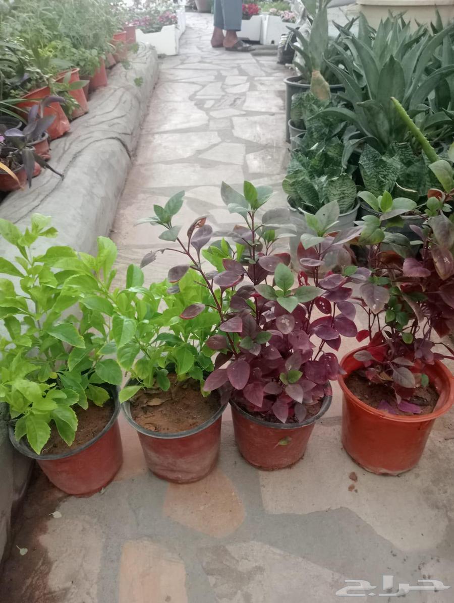 Landscape and irrigation network design by Engineer Abu Al-Hassan64229555272065111