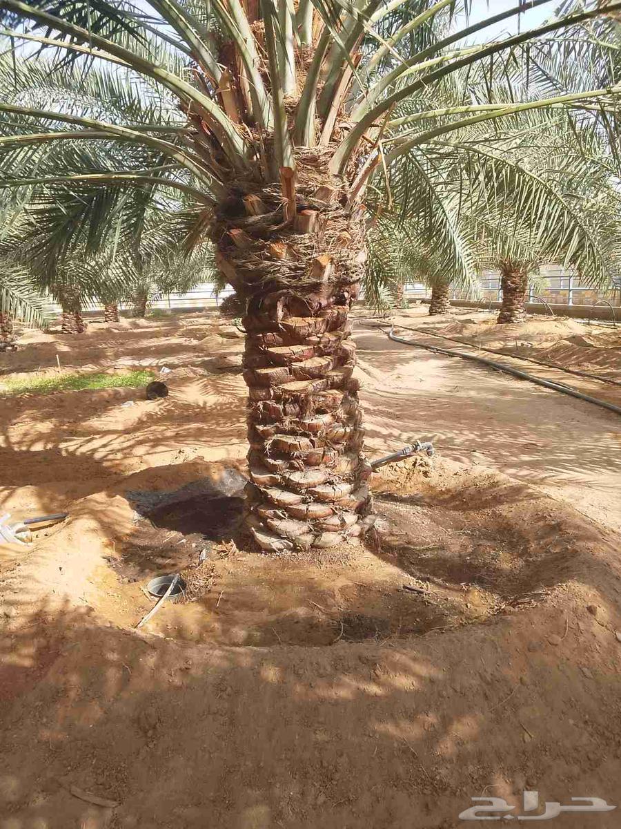 زراعه النخيل وتركيب الشبوك وزراعه الثيل64226081259138113