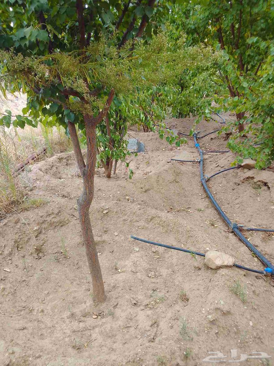 Pruning64239759759618113