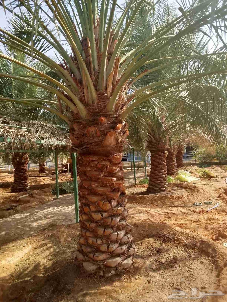 زراعه النخيل وتركيب الشبوك وزراعه الثيل64226081259138114