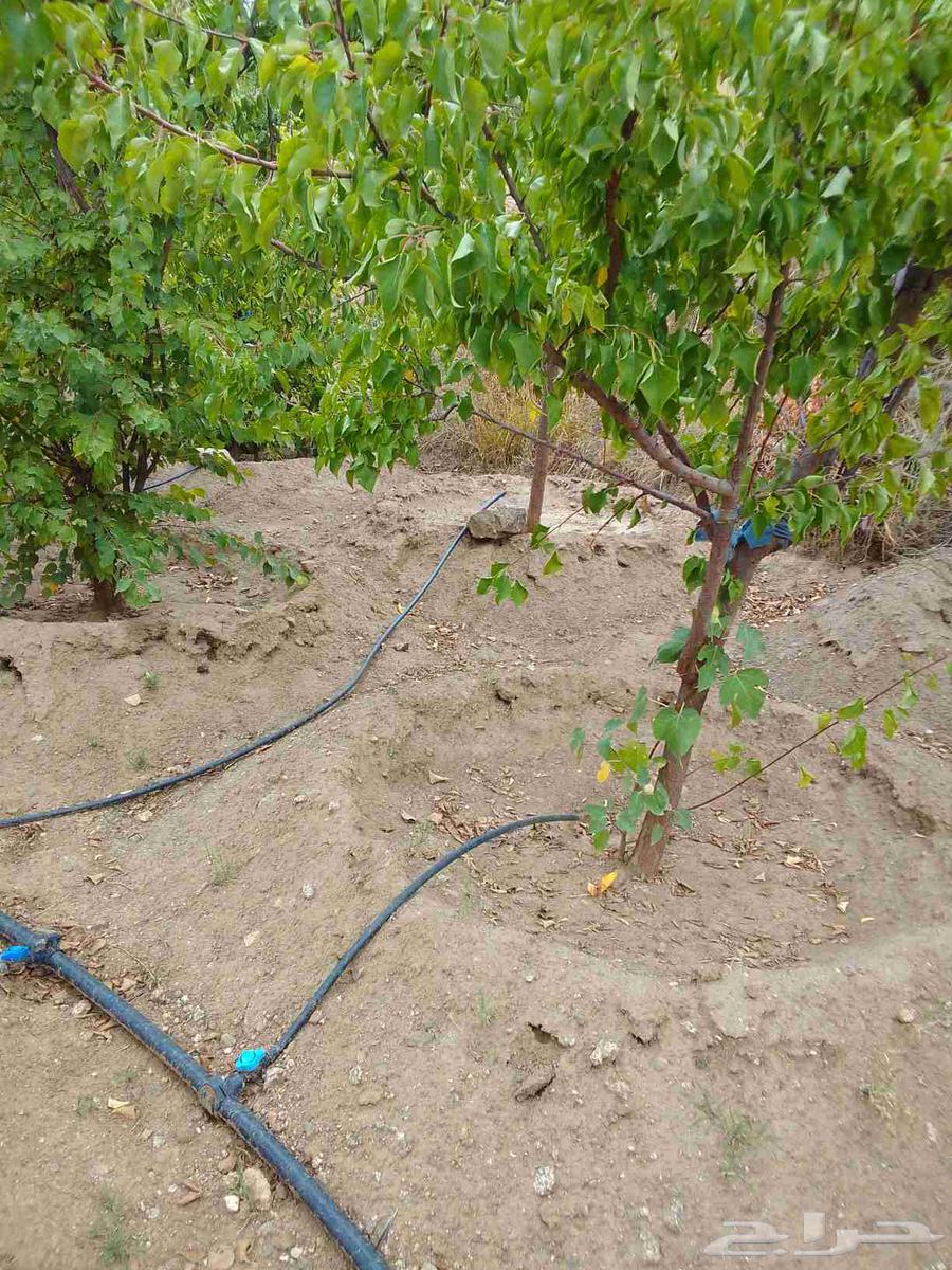 Pruning64239759759618112