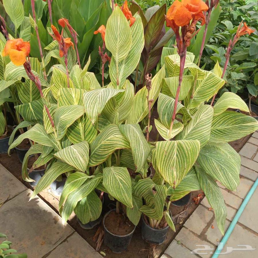 Nursery and landscape design, everything related to agriculture64240145826691113