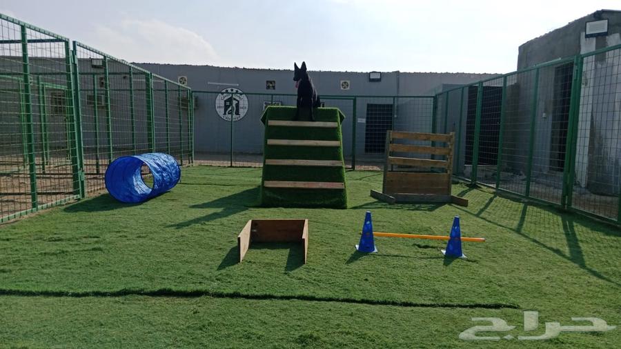 فندقة كلاب64225861231874113