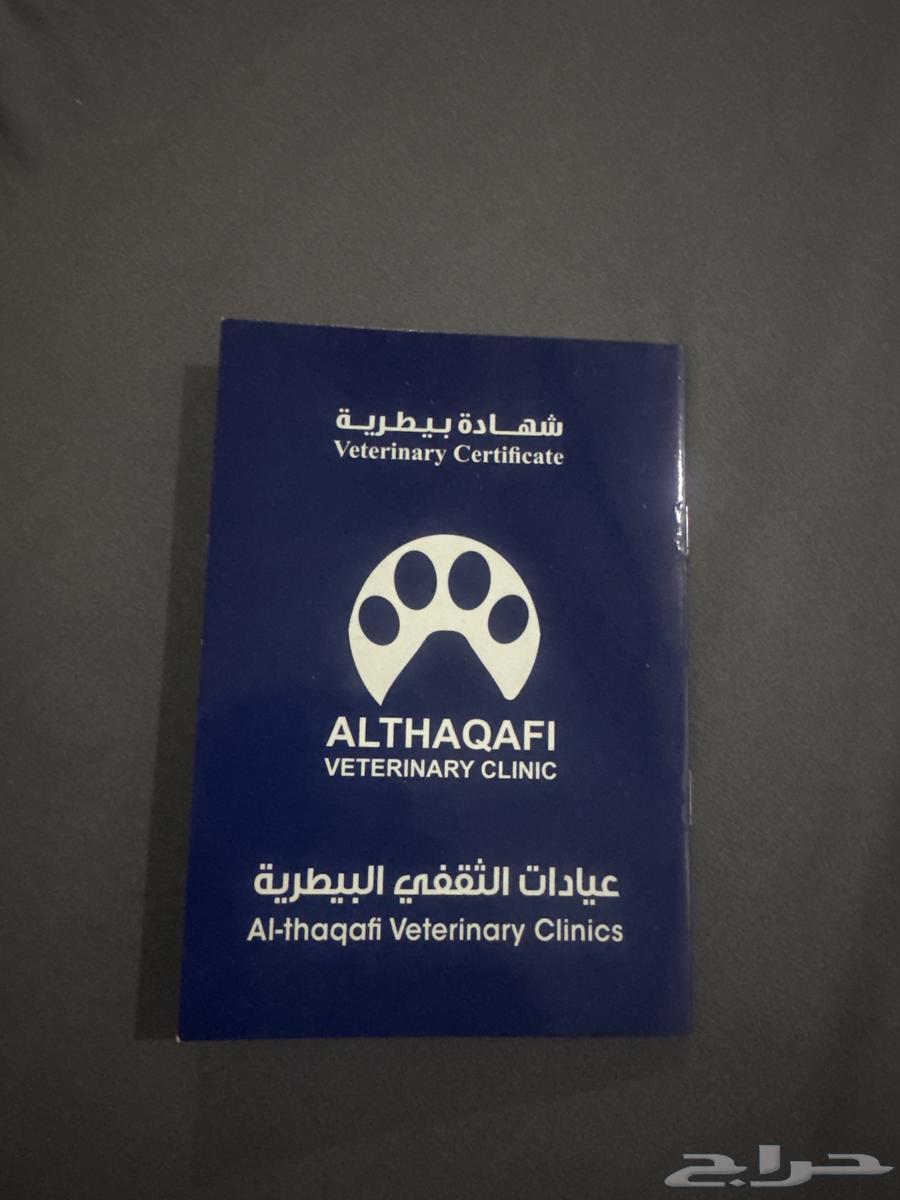 Cat for adoption, age one and a half years, neutered and vaccinated64228638636931111